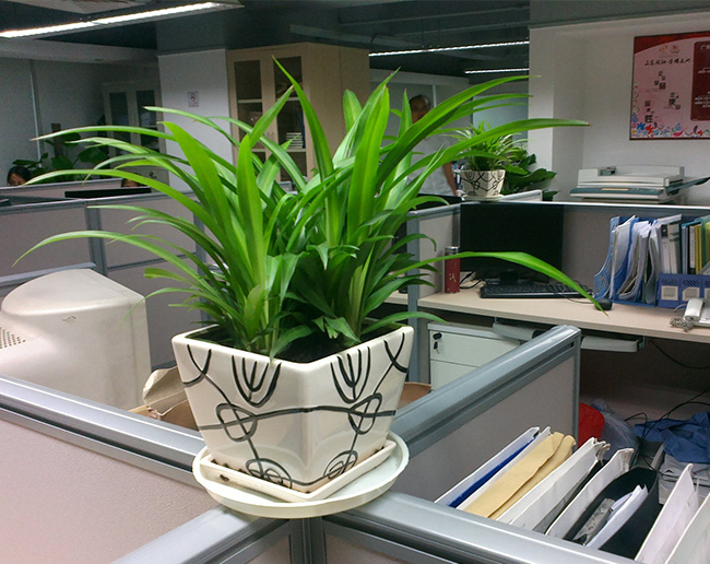 清新空气、又易养活的办公室植物有哪些？
